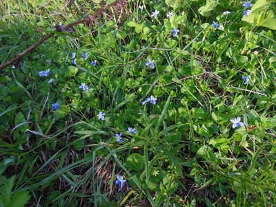 Viola hookeriana, photographed by Neptalí Ramírez Marcial