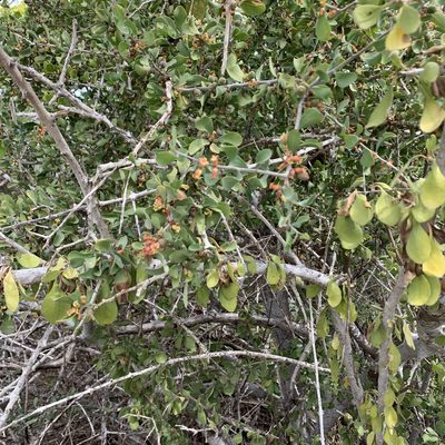 Schoepfia californica, photographed by Bill Levine