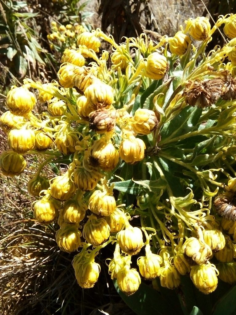 Senecio pascuiandinus, photographed by nandocorbelle