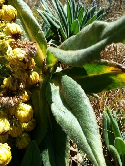 Senecio pascuiandinus, photographed by nandocorbelle