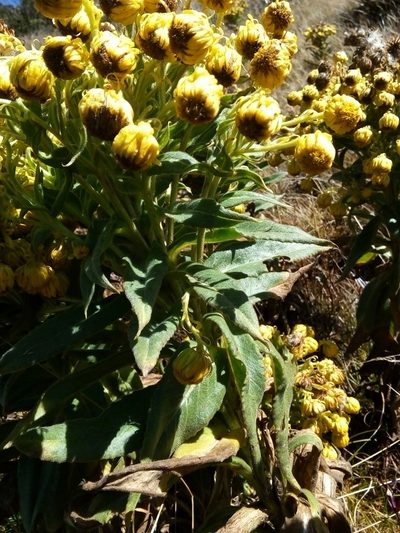 Senecio pascuiandinus, photographed by nandocorbelle