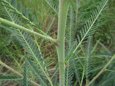 Sesbania bispinosa, photographed by Robert Taylor