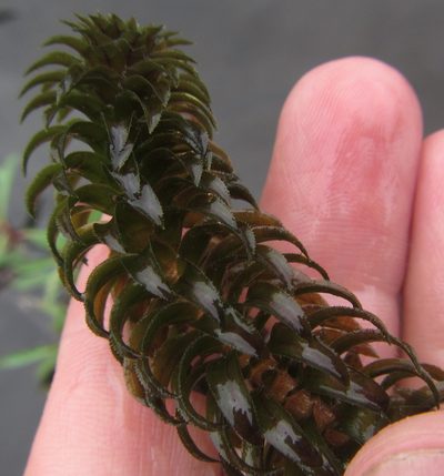 Lagarosiphon ilicifolius, photographed by Robert Taylor