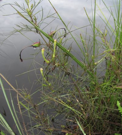 Rhamphicarpa fistulosa, photographed by Robert Taylor
