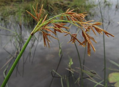 Cyperus articulatus, photographed by Robert Taylor