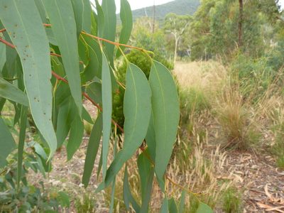 Eucalyptus rossii, photographed by Donald Hobern