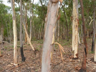 Eucalyptus mannifera, photographed by Donald Hobern