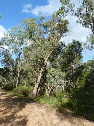 Eucalyptus dives, photographed by Donald Hobern