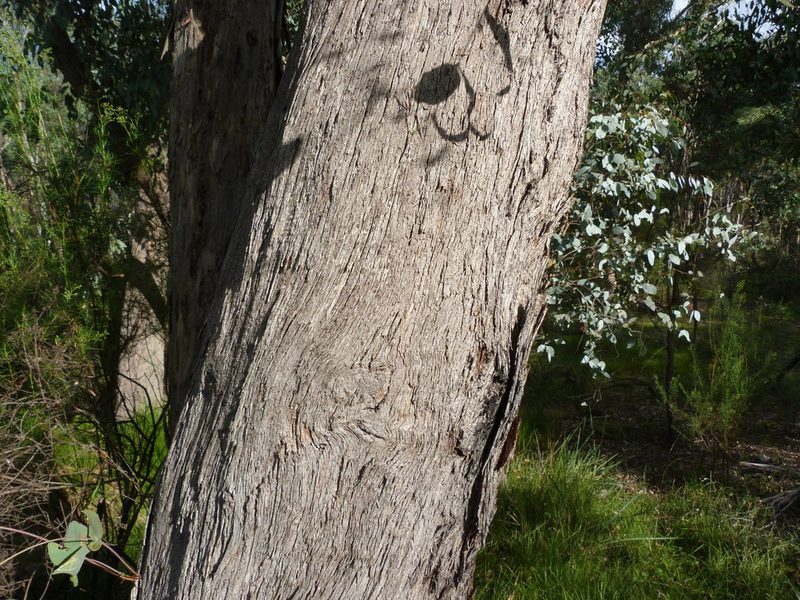 Eucalyptus dives, photographed by Donald Hobern