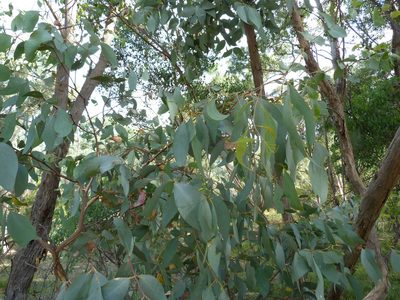 Eucalyptus dives, photographed by Donald Hobern