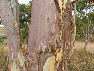 Eucalyptus rossii, photographed by Donald Hobern