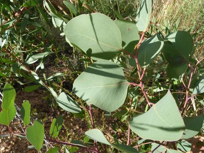 Eucalyptus polyanthemos, photographed by Donald Hobern