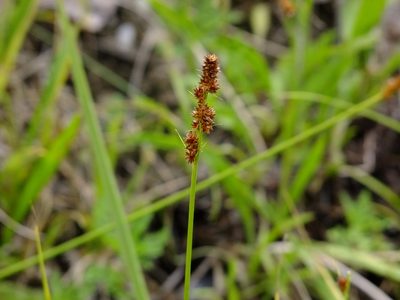 Carex annectens, photographed by Summit Metro Parks