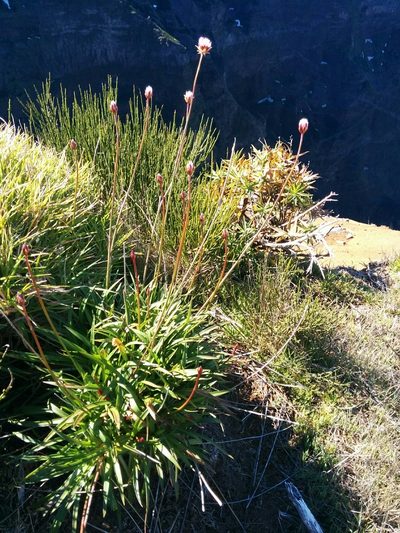 Armeria maderensis, photographed by Stefano Menchetti