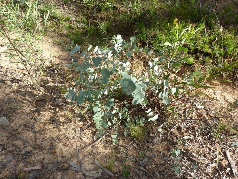 Eucalyptus bridgesiana, photographed by Donald Hobern