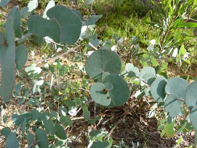 Eucalyptus bridgesiana, photographed by Donald Hobern
