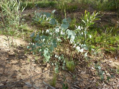 Eucalyptus bridgesiana, photographed by Donald Hobern