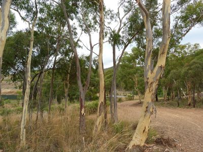 Eucalyptus rossii, photographed by Donald Hobern