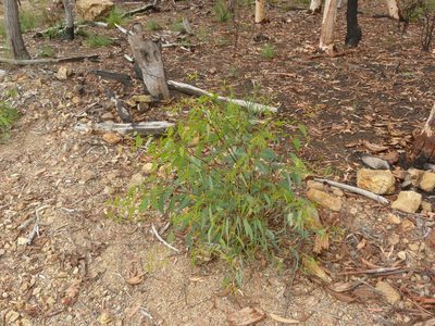 Eucalyptus rossii, photographed by Donald Hobern