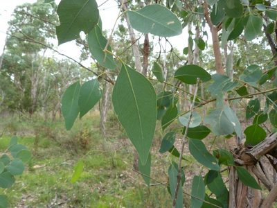 Eucalyptus polyanthemos, photographed by Donald Hobern