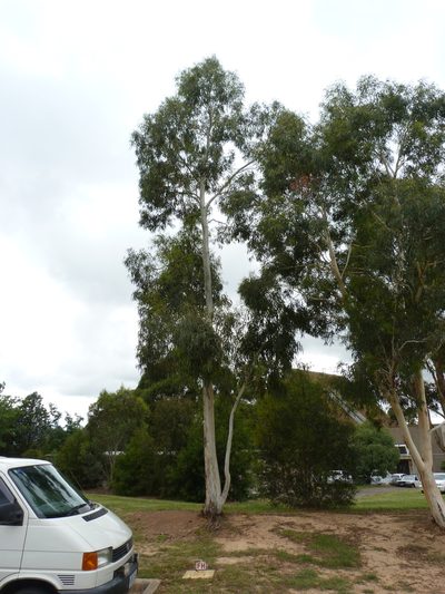 Eucalyptus mannifera, photographed by Donald Hobern