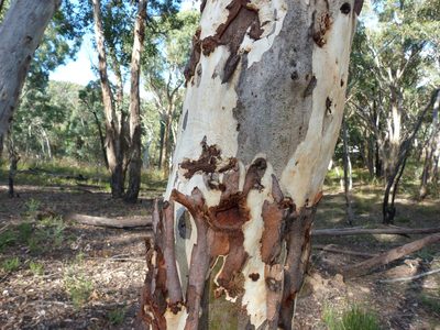 Eucalyptus mannifera, photographed by Donald Hobern