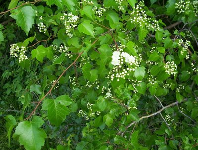 Crataegus phaenopyrum, photographed by Summit Metro Parks