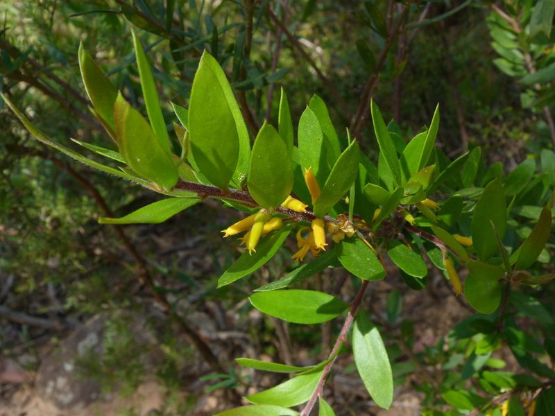 Persoonia myrtilloides, photographed by Donald Hobern