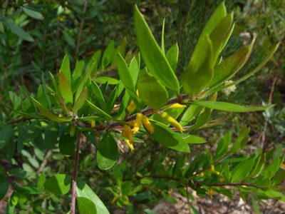 Persoonia myrtilloides, photographed by Donald Hobern