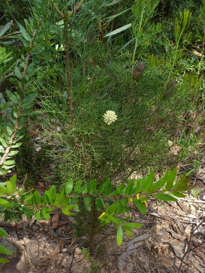 Persoonia myrtilloides, photographed by Donald Hobern
