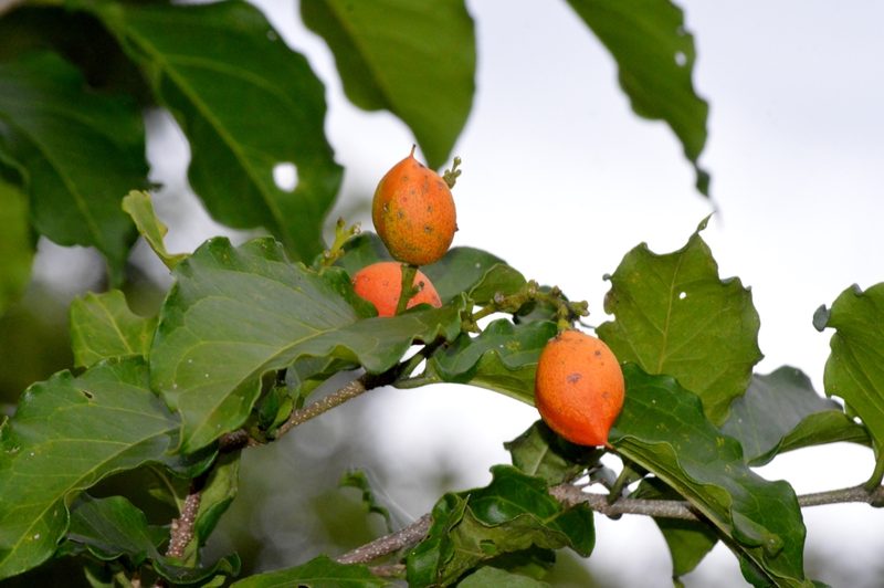 Bunchosia glandulifera, photographed by Douglas