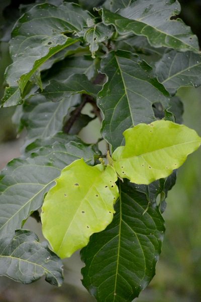 Bunchosia glandulifera, photographed by Douglas