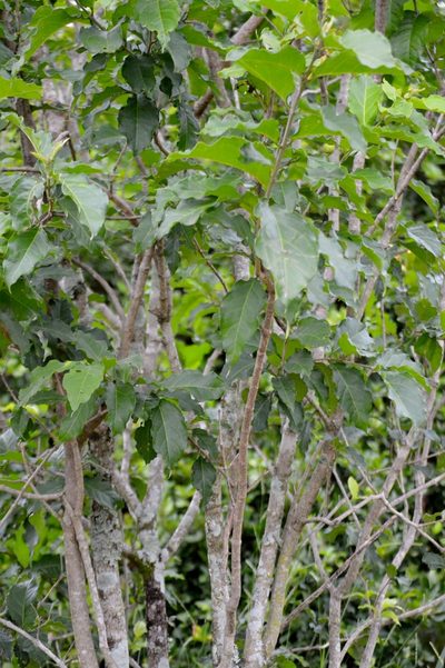 Bunchosia glandulifera, photographed by Douglas