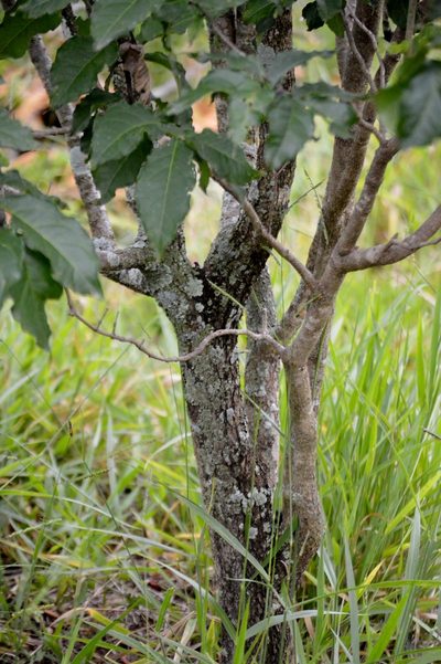 Bunchosia glandulifera, photographed by Douglas