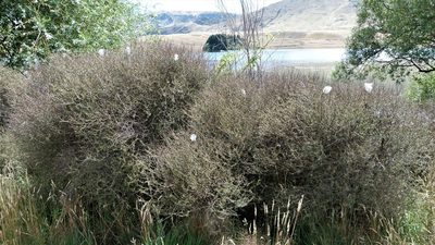 Coprosma intertexta, photographed by Colin Meurk