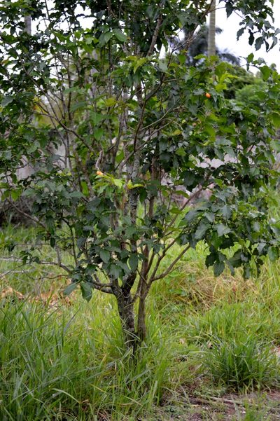 Bunchosia glandulifera, photographed by Douglas