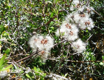 Clematis marata, photographed by Colin Meurk