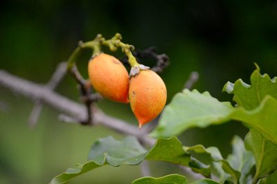 Bunchosia glandulifera, photographed by Douglas