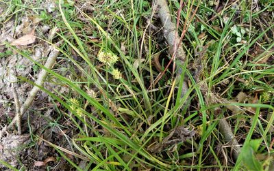 Carex flaviformis, photographed by Colin Meurk