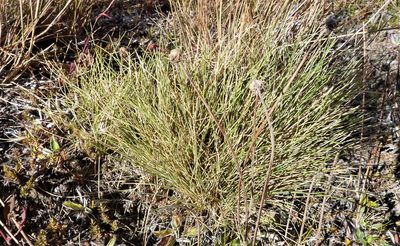 Poa colensoi, photographed by Colin Meurk