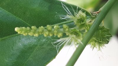 Acalypha siamensis, photographed by Ong Jyh Seng