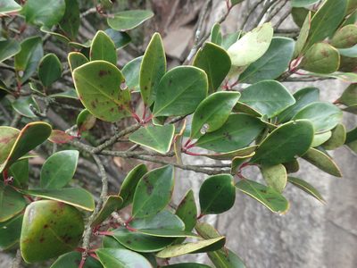 Ternstroemia gymnanthera, photographed by 呂一起(Lyu yi-chi)