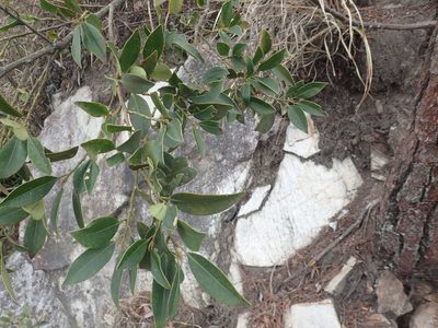 Cleyera japonica, photographed by 呂一起(Lyu yi-chi)