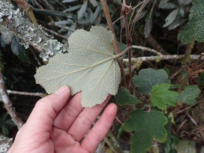 Rubus formosensis, photographed by 呂一起(Lyu yi-chi)