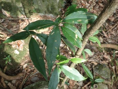 Osmanthus lanceolatus, photographed by 呂一起(Lyu yi-chi)