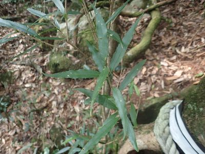 Osmanthus lanceolatus, photographed by 呂一起(Lyu yi-chi)
