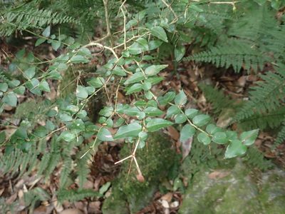 Damnacanthus indicus, photographed by 呂一起(Lyu yi-chi)