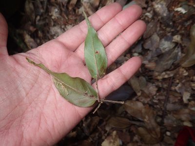 Quercus morii, photographed by 呂一起(Lyu yi-chi)
