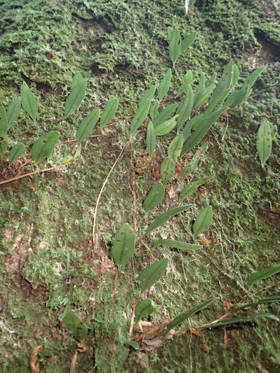 Lepisorus rostratus, photographed by 呂一起(Lyu yi-chi)