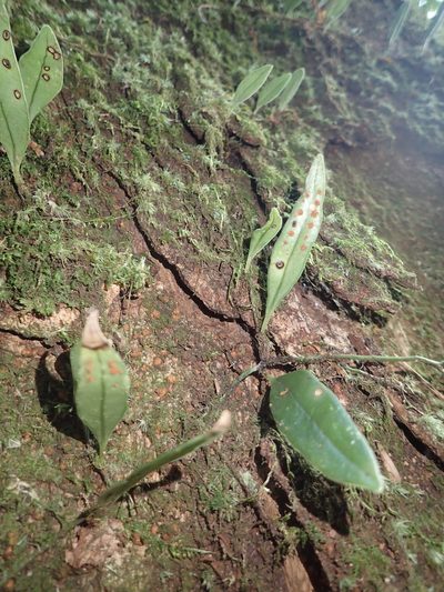 Lepisorus rostratus, photographed by 呂一起(Lyu yi-chi)